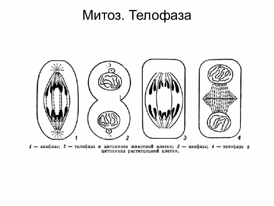 Митоз у животных. Телофаза растительной клетки митоз. телофаза кариокинез и цитокинез. телофаза митоза. митоз схема.