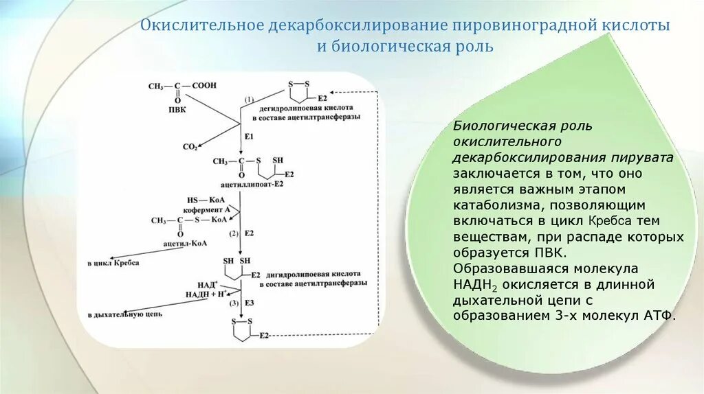 Установите последовательность этапов окисления молекул. Схема реакции окислительного декарбоксилирования пирувата. Схема окислительного декарбоксилирования пировиноградной кислоты. Роль окислительного декарбоксилирования пирувата биохимия. Роль окислительного декарбоксилирования пирувата.