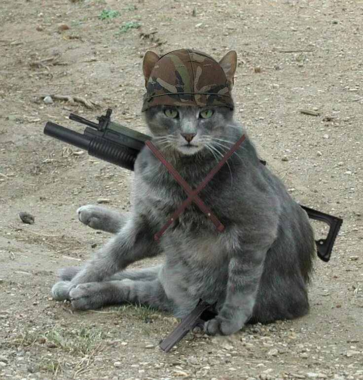 Army cat