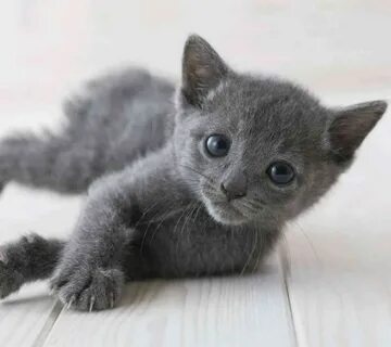 Kittens на русском