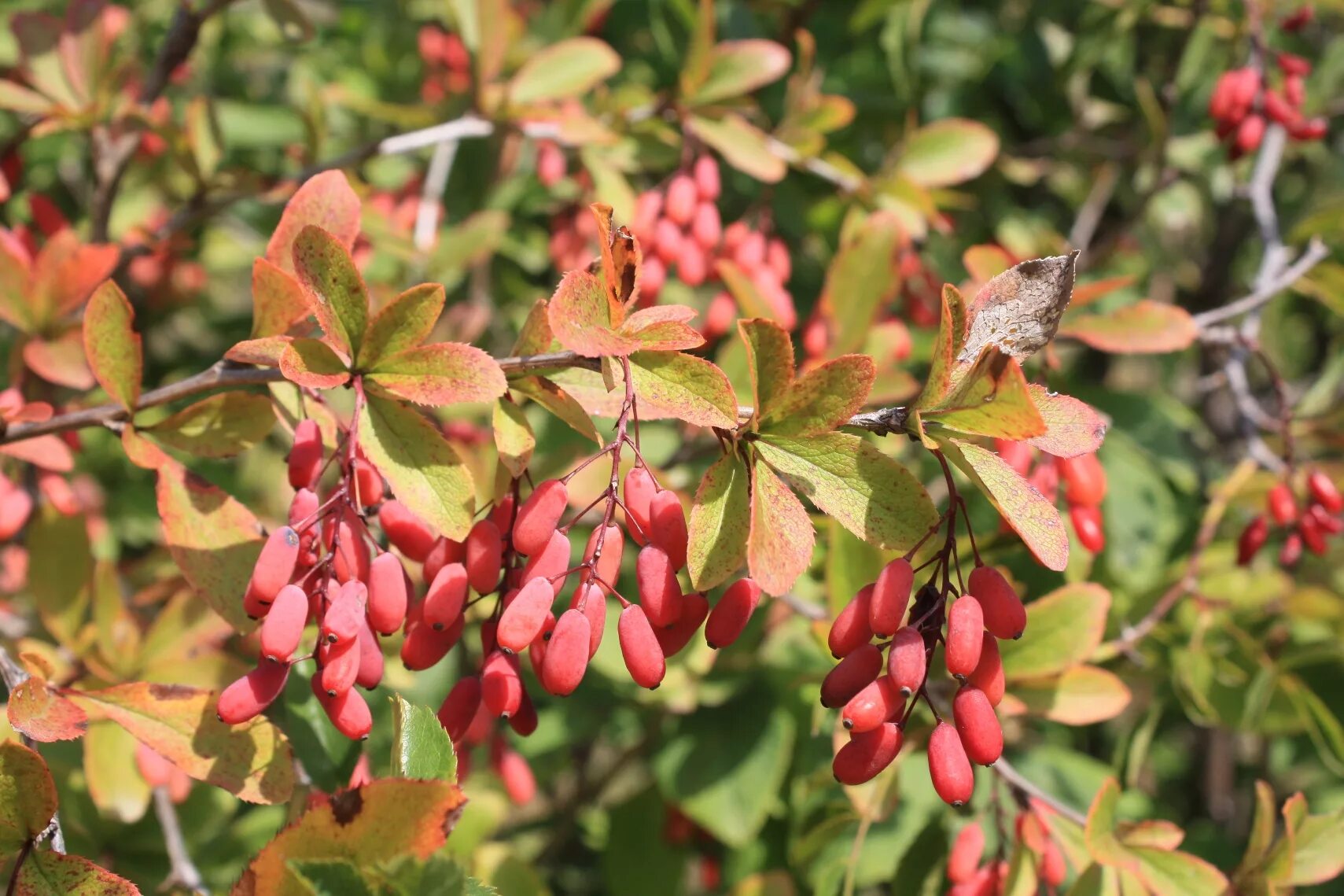 Барбарис съедобный сорта. Барбарис Амурский Berberis amurensis. Барбарис обыкновенный Berberis vulgaris. Барбарис обыкновенный куст. Барбарис обыкновенный (Berberis vulgaris l.).