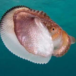 Самка морской