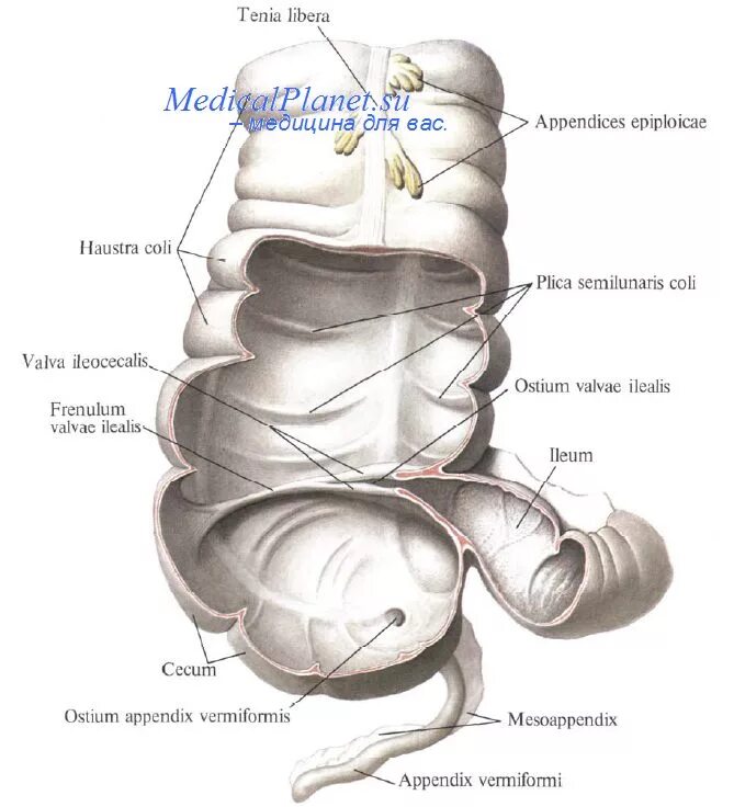 Слепая кишка рисунок. Слепая кишка и червеобразный отросток анатомия. Слепая кишка и червеобразный отросток строение. Анатомия слепой кишки и червеобразного отростка. Слепая кишка и аппендикс анатомия.