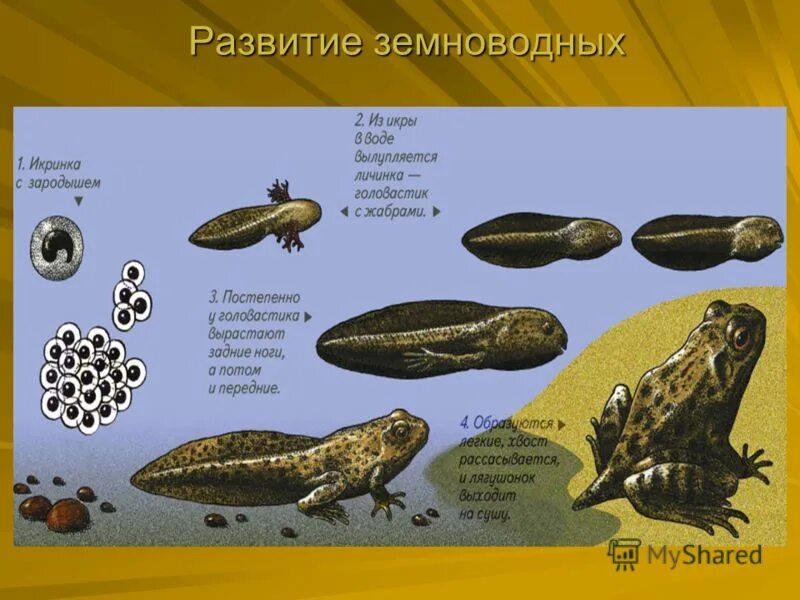 С чем связано развитие земноводных. Развитие земноводных. Земноводные Эволюция. Стадии развития земноводных. Виды развития у земноводных.