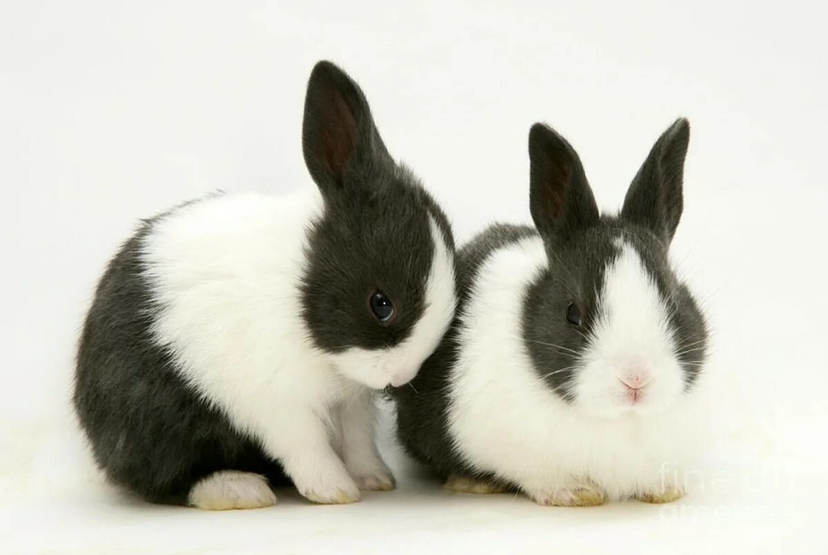 Rabbit 4