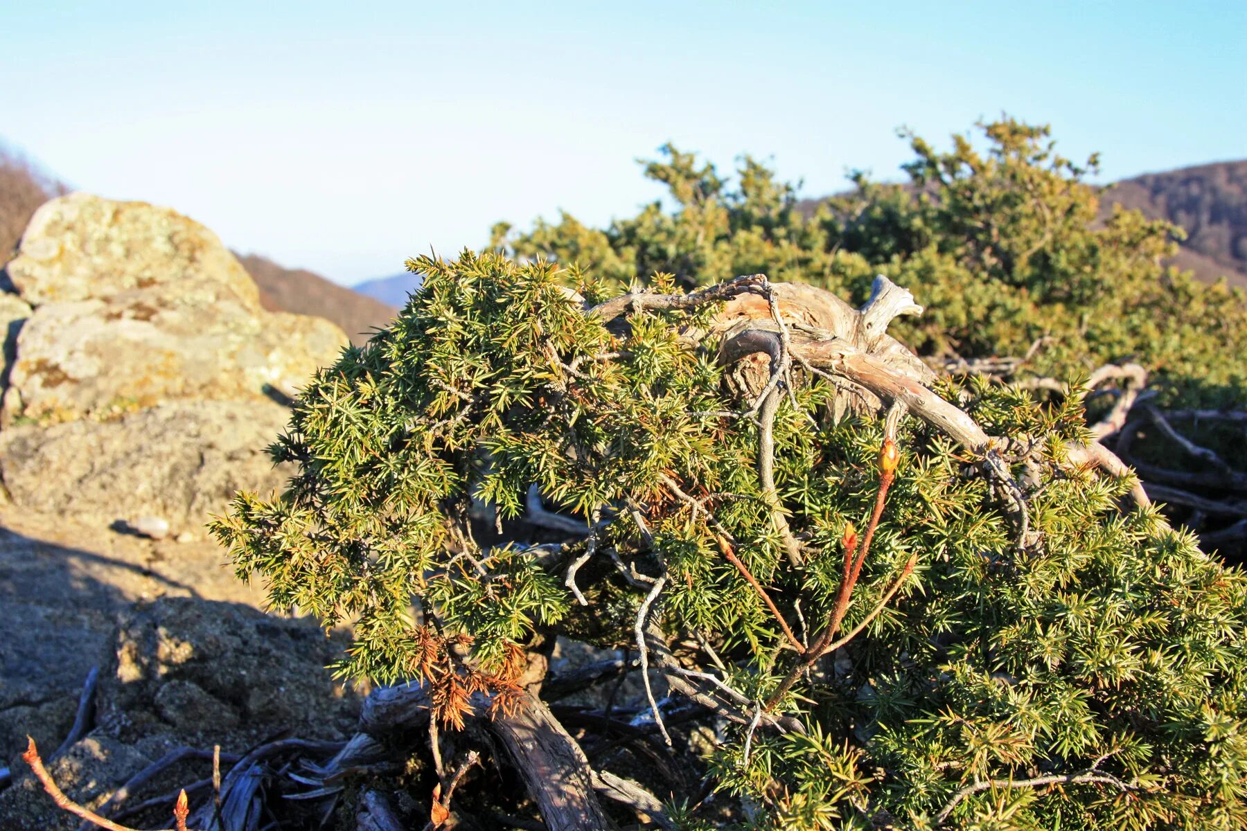 Juniperus oblonga - Изображение особи - Плантариум