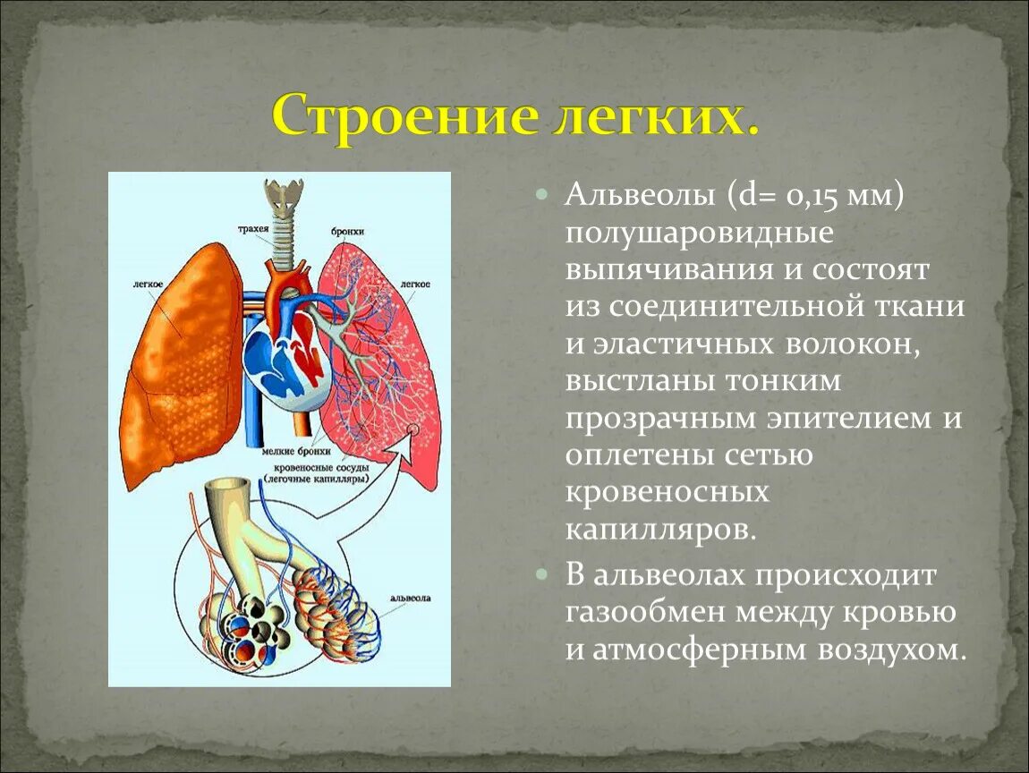 Альвеолярные пузырьки у млекопитающих находятся в. Легочные пузырьки стро. Альвеолы легких строение. Альвеолярные легкие строение. Строение легочной альвеолы.