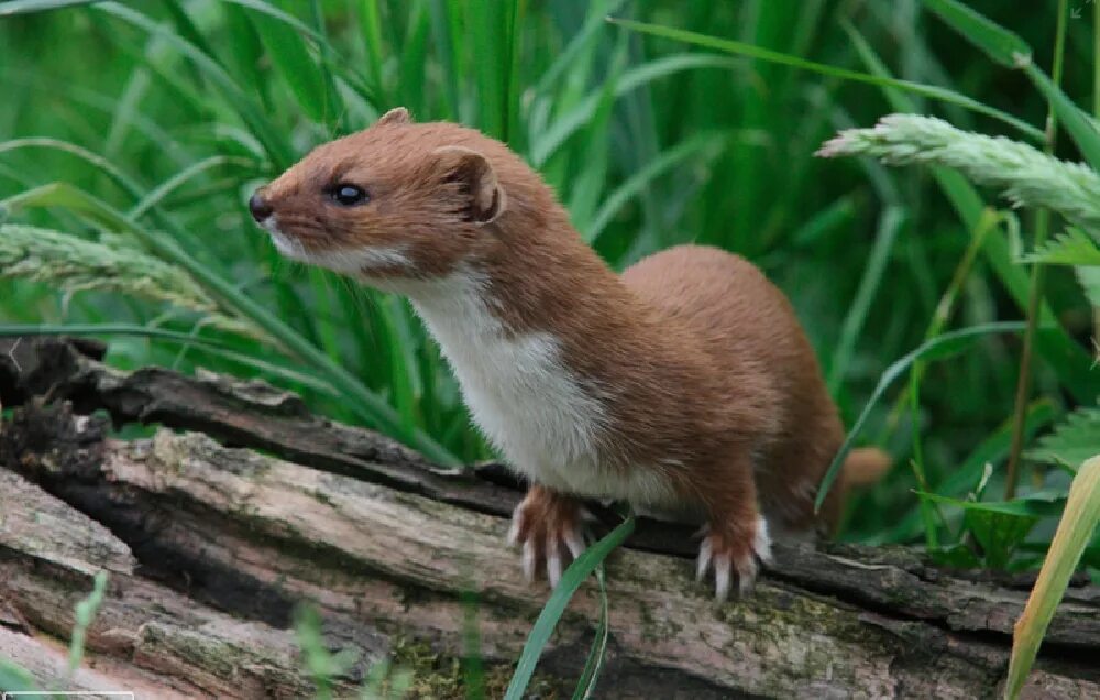 Горностай хищное животное. Ласка (Mustela nivalis). Ласка Курская область. Ласка (Mustela nivalis) 2023. Обыкновенная ласка Саратов.