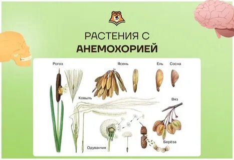 Семена происхождение