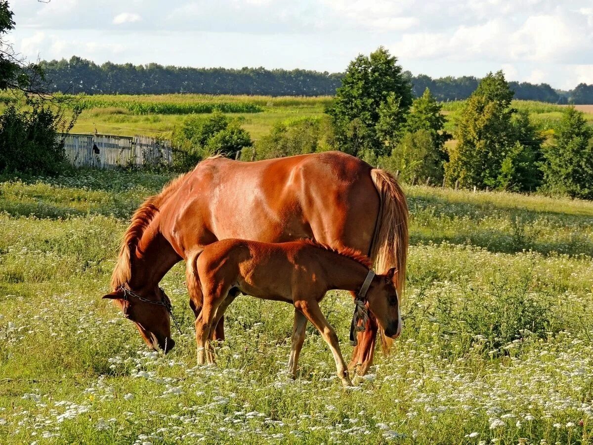 Село лошадка