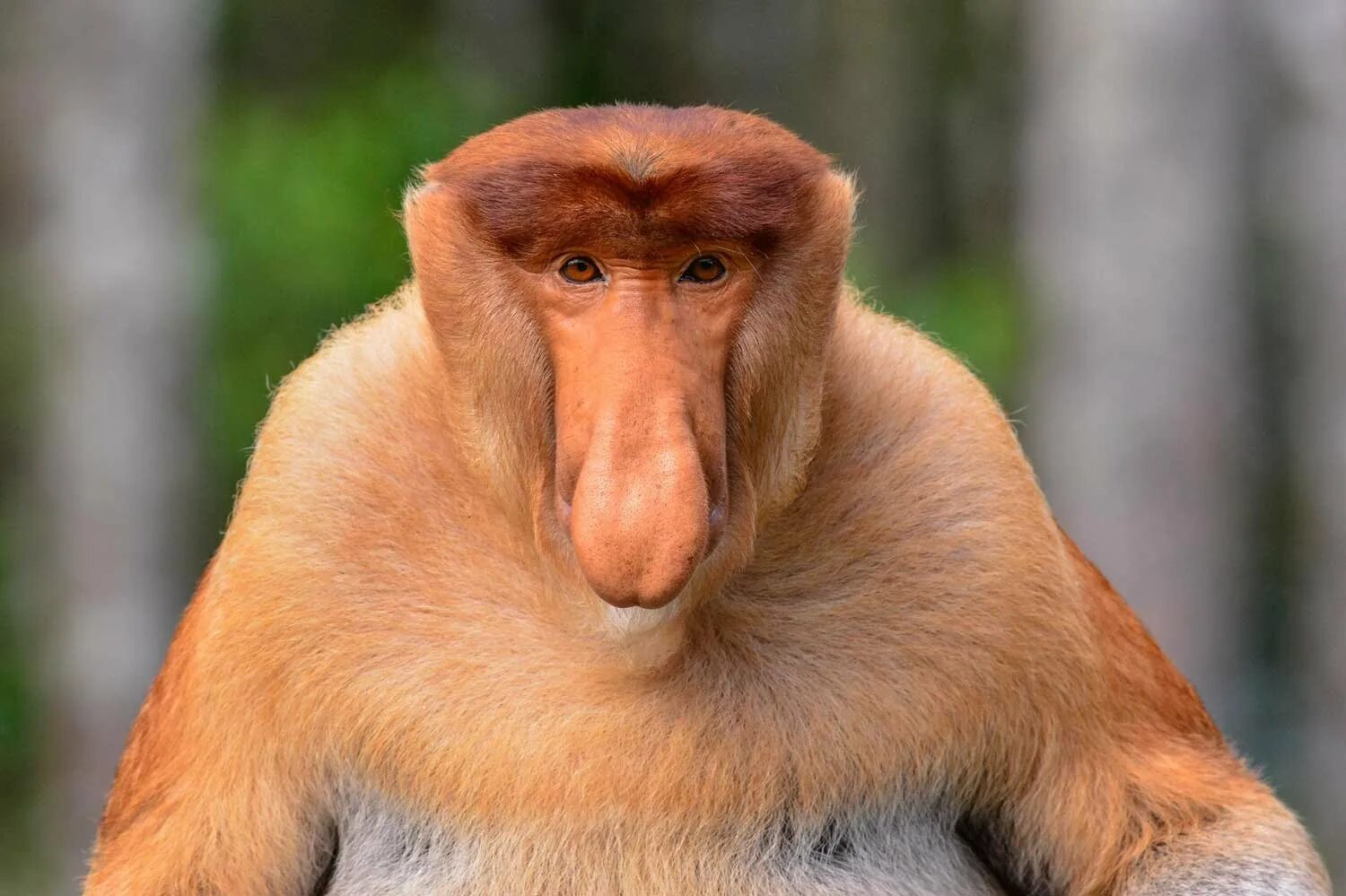 Гиббон носач. Одомашненное животное со смешным носом. Обезьяна носач. Обезьяны носачи на борнео. Носачи малайзия.