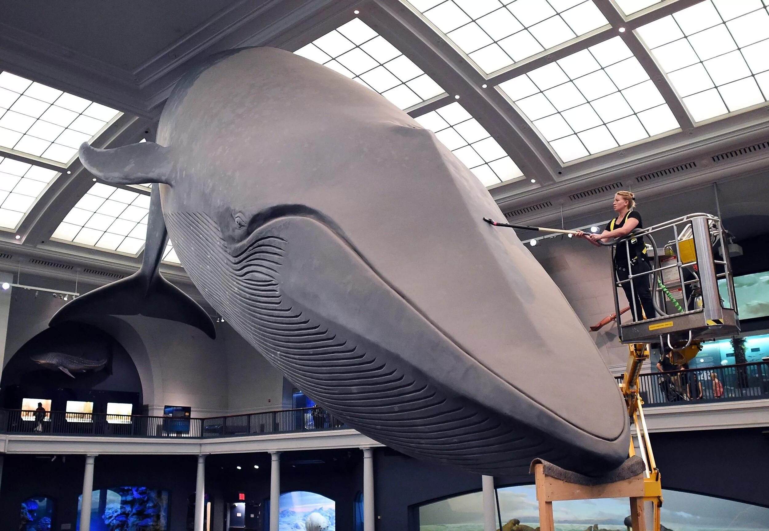 Húsavík whale museum хусавик. Музей гигантских вещей екатеринбург. Скелет кита в якутском музее. Музей китов в исландии. Песня кита музей.