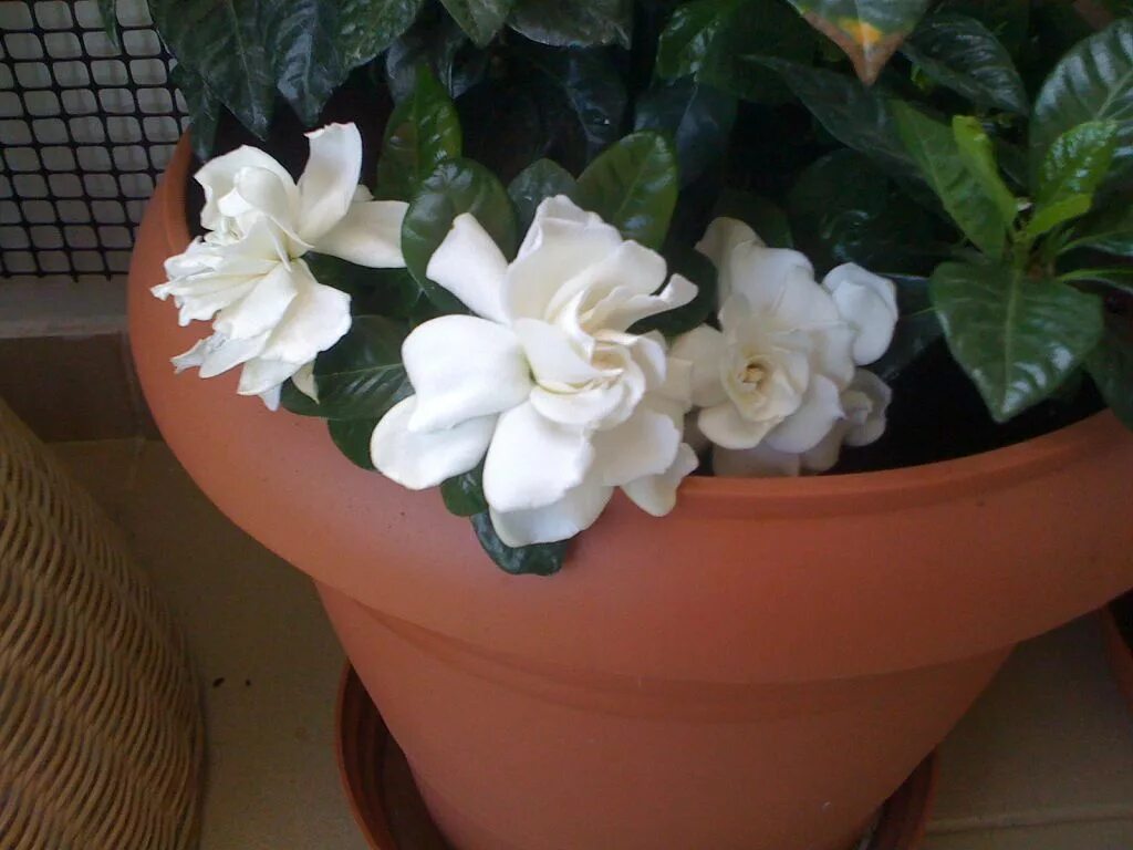 гардения после покупки. гардения после покупки. гардения в поддоне. гардения на штамбе. гардения после покупки.