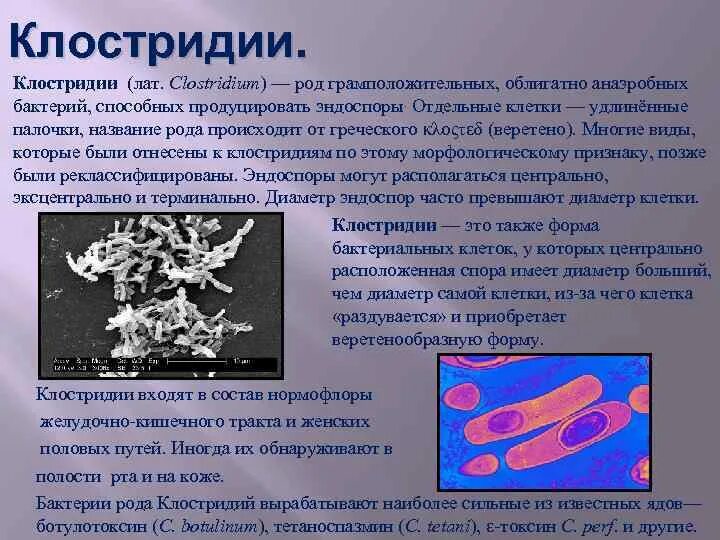 Микроорганизмы образующие споры. Грамположительные бациллы. Клостридии.. Клостридии форма бактерии. Спорообразующие бактерии рода Clostridium;. Палочковидные бактерии болезни.