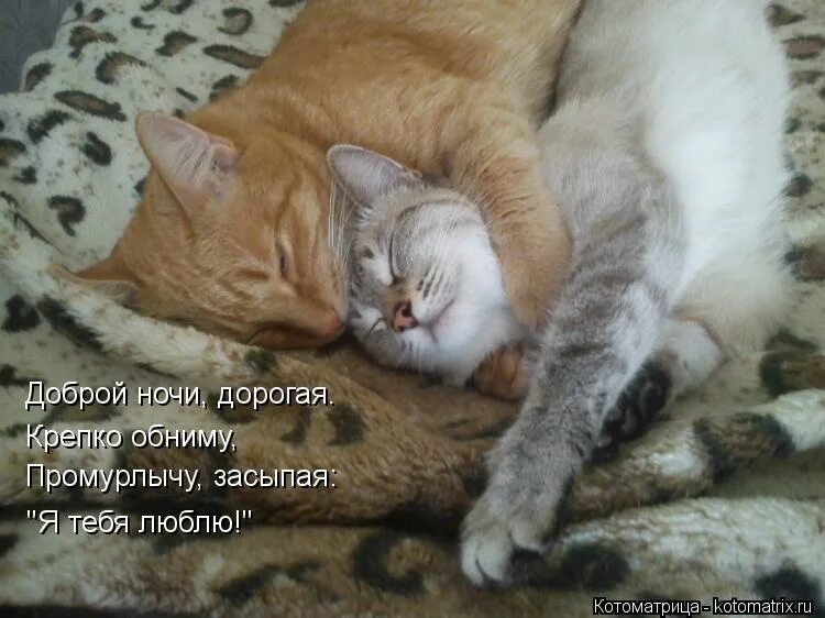 Ты сладко спишь а я шепчу тебе. Спокойной ночи обнимаю. Любимый котик. Обнимаю тебя крепко. Спи котёнок сладко сладко.