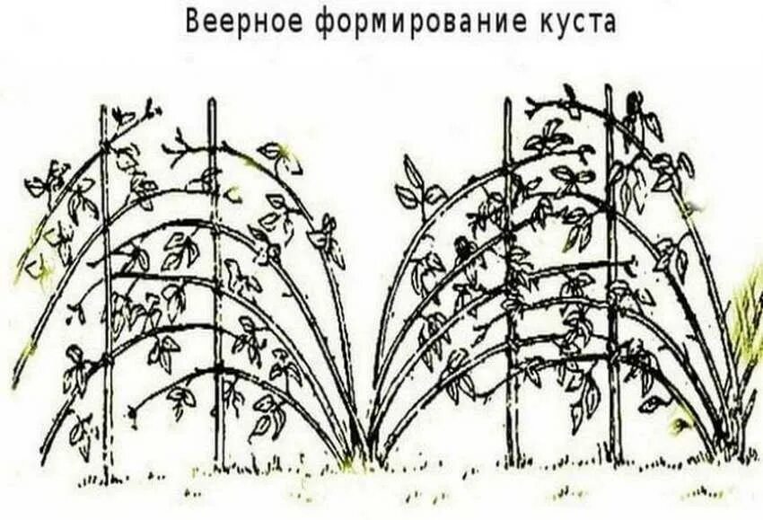 Как правильно посадить ежевику весной