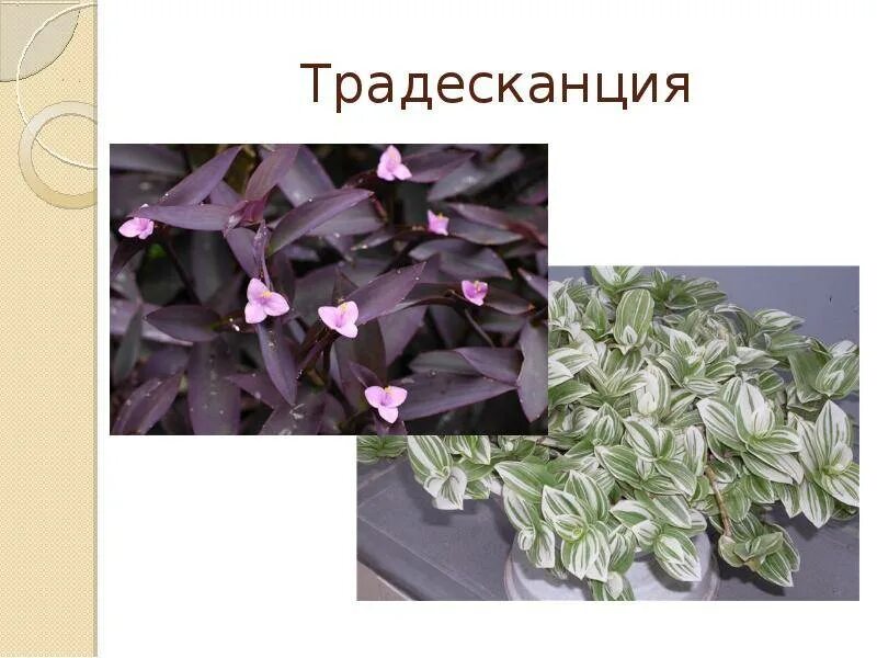 Традесканция хамелеон. Традесканция толстянковая Tradescantia Crassula. Традесканция Рео. Longifolia традесканция. Традесканция польза