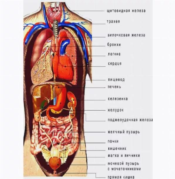 Структура органов человека