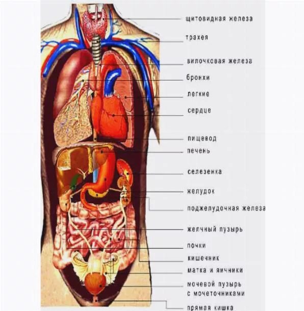 Органы человека расположение с надписями