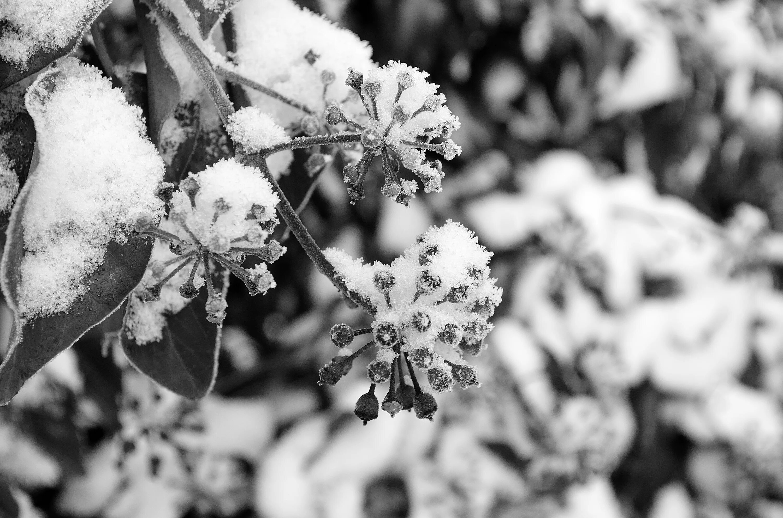 Черно белая зима. Зимняя природа черно белая. Снежные кусты. Кусты в снегу.