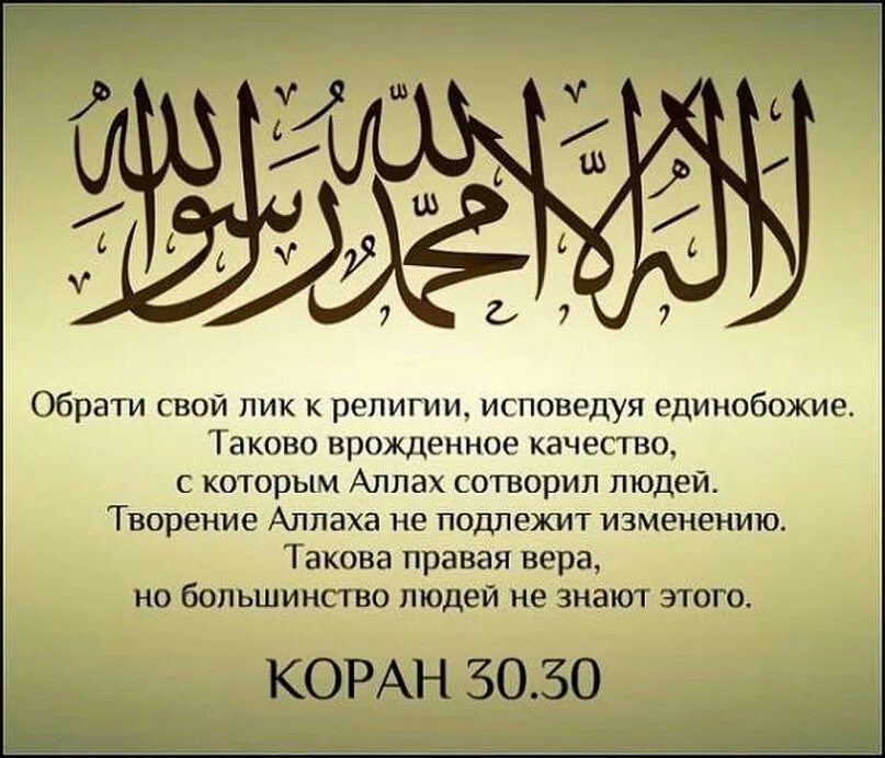 Кошка пророка мухаммада саллаллаху