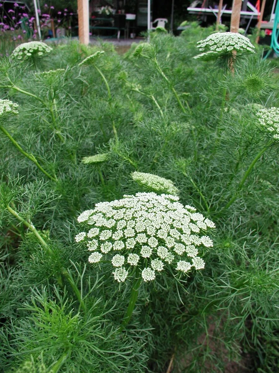 Белый укроп. Амми зонтичный. Амми Visnaga. Виснага морковевидная Амми зубная. Амми зубная (Ammi Visnaga).