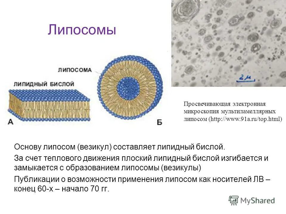 Строение жидкостно-мозаичной модели биологической мембраны. В какую структуру входит липидный бислой. Липидный бислой биологических мембран. В какую структуру входит липидный бислой. В какую структуру входит липидный бислой.