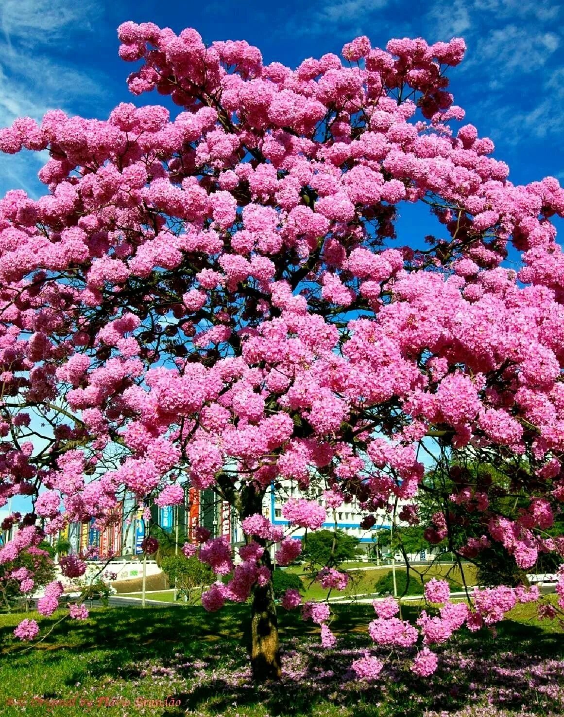 Дерево цветет розовым цветом название. Табебуйя дерево. Табебуйя розовая (Tabebuia rosea). Табебуйя сиреневая. Бразилия цветущее дерево ипе.