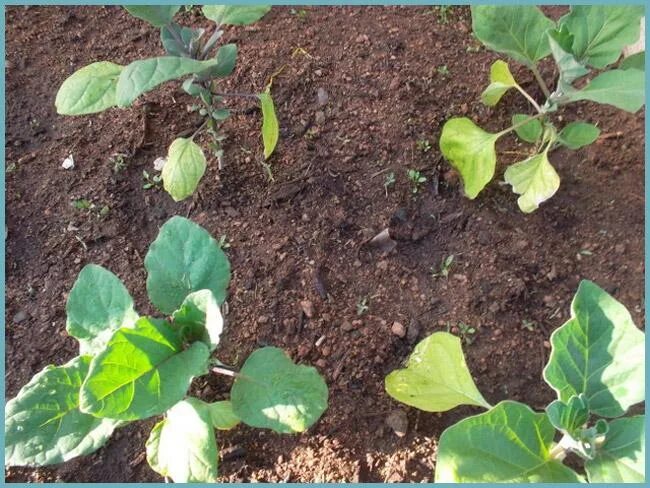 Рассады баклажанов вертициллез. Пожелтела рассада в теплице. Церкоспороз рассады баклажанов. Желтеют листья баклажанов в теплице. Фомоз рассады баклажан.