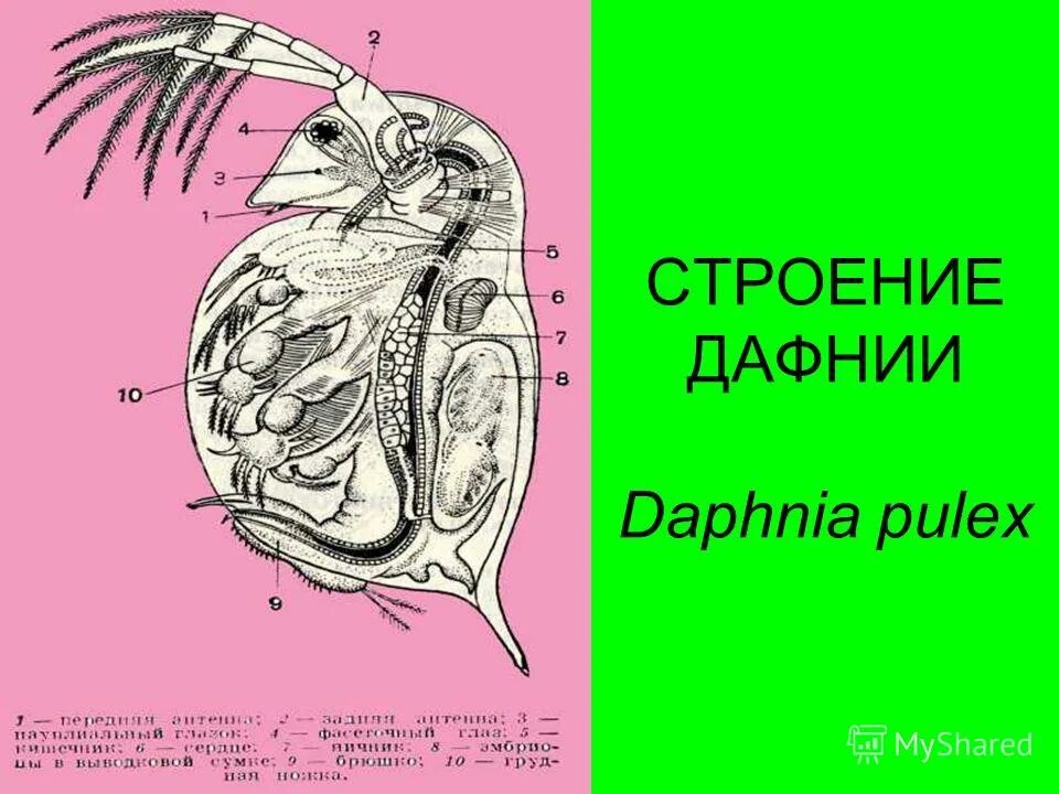 Кровеносная система дафнии. Daphnia pulex строение. Дафния магна. Дафния строение. Дафния схема.