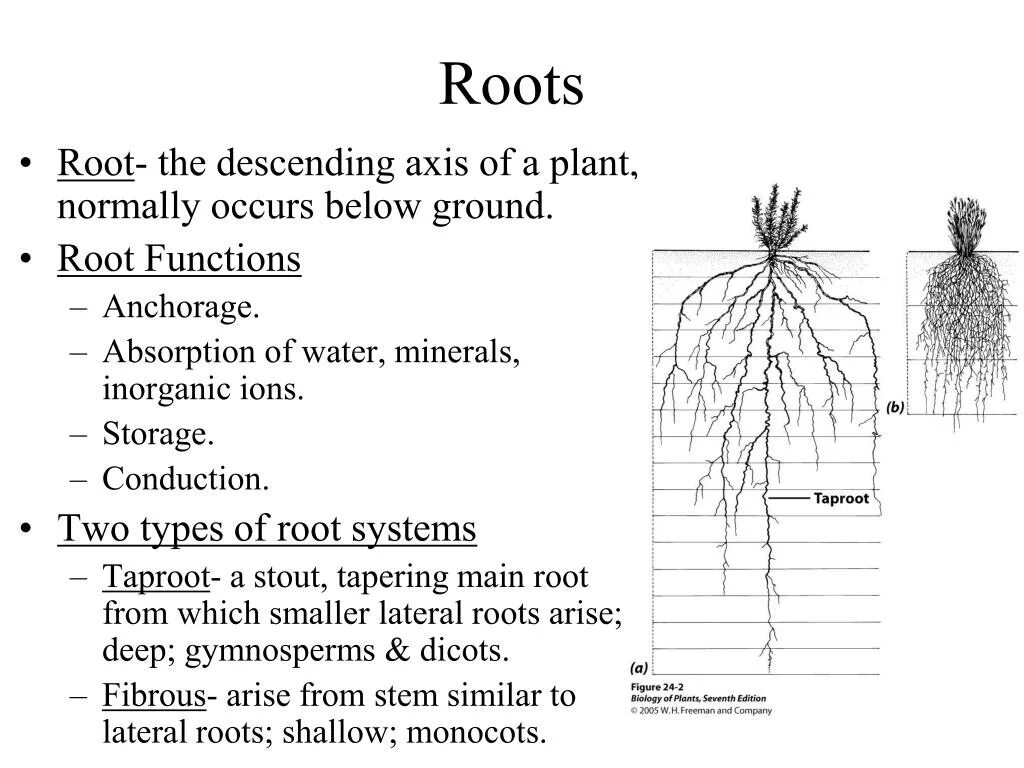 Internal structure of the root. Функция root. Digital root функция. Shallow root. Root support