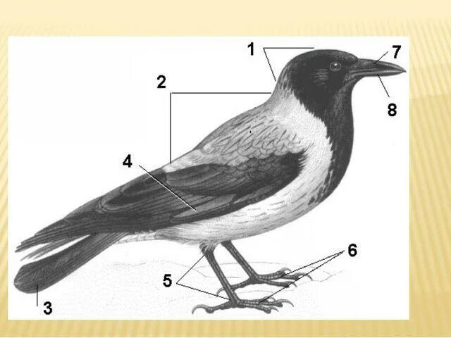 Осмотрите голову птицы обратите внимание. Внешнее строение птицы биология 8 класс. Внешнее и внутреннее строение птицы биология 7. Внешнее строение птиц 7 класс биология ворона. Внешнее строение вороны биология 7 класс.