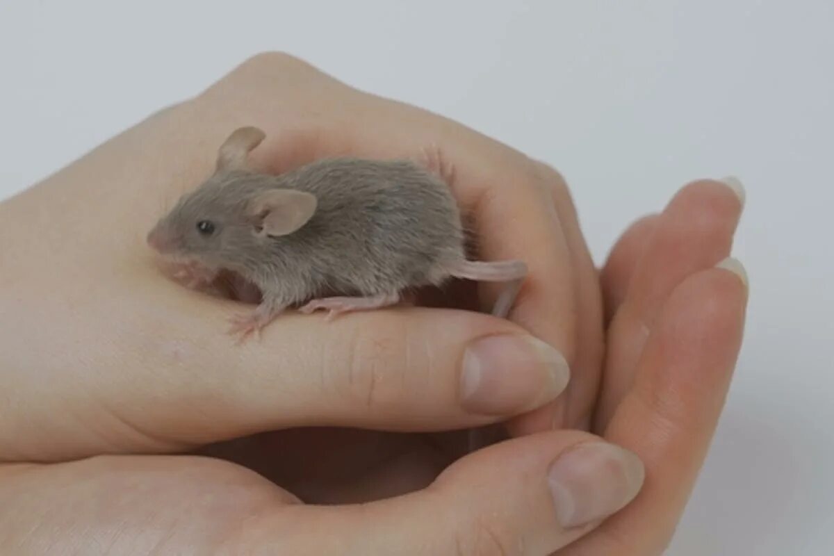 Секреты серой мыши. Маленький мышонок. Маленькая мышь. Маленькая серенькая мышка. Серая мышь.