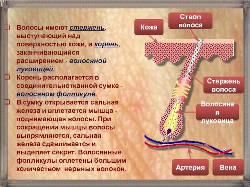 Волосяной фолликул потовая сальная железа. Стержень волоса сальная железа. Волосяной стержень. Сальные железы открываются в волосяной фолликул.