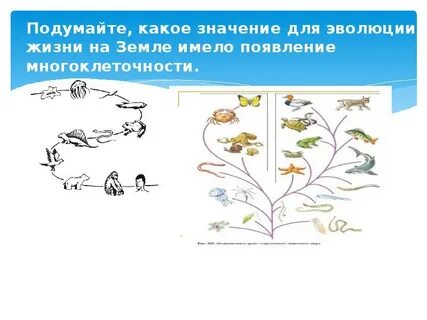 Какое значение для развития жизни имело