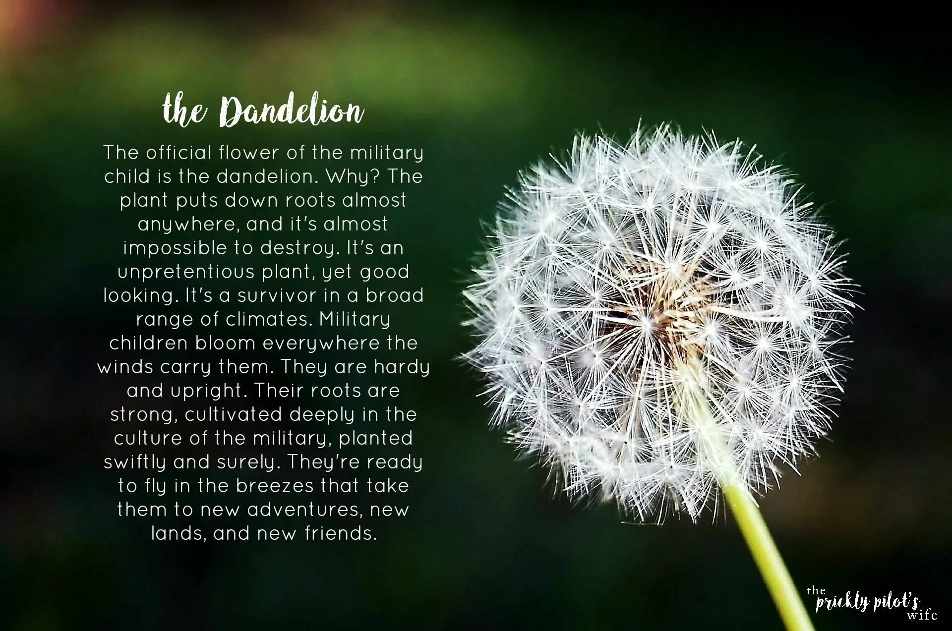 Are we good meaning. Dandelion группа. Nikki Dandelion. Dandelion перевод.