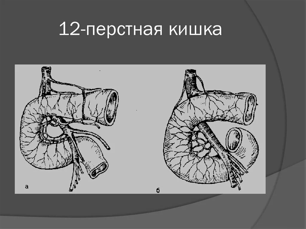 Двенадцатиперстная кишка биология 8 класс. Отделы 12 ти перстной кишки. 12 Ти перстная кишка анатомия человека. Строение 12 перстной кишки человека.