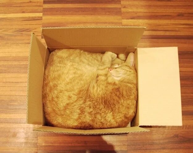 Кот квадратный какая. Кошка в коробке. Смешной кот в коробке. Кот в ящике. Квадратный кот.