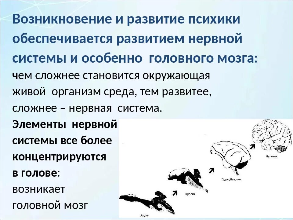 Психика и поведение человека 8 класс. Психика поведение и деятельность. Психика и Эволюция нервной системы. Как связаны психика и поведение. Поведение и психика 8 класс сообщение.