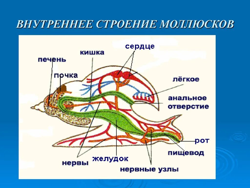 Моллюски общее строение. Внешнее и внутреннее строение брюхоногого моллюска. Тип моллюски 7 класс биология строение. Тип моллюски класс брюхоногие внутреннее строение. Внутренне строение брюхоногих моллюсков.