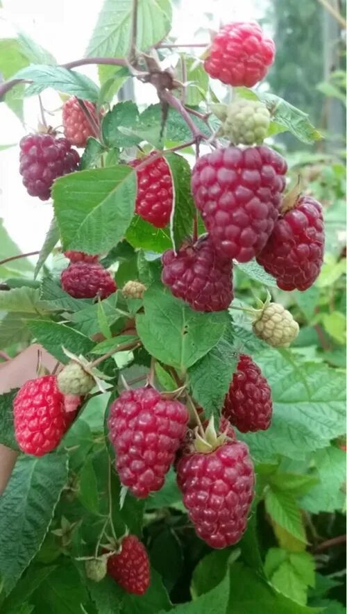 Покажи сорта малины. Малина ремонтантная купчиха. саженцы малины ремонтантной. малина ремонтантная сорта. малина ремонтантная геракл.