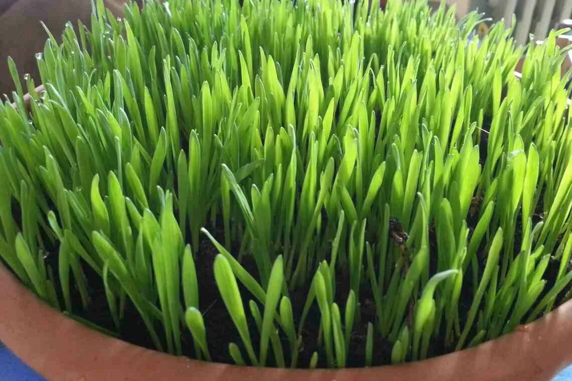 Микрозелень пророщенная пшеница. Кукуруза микрозелень. Микрозелень пшеницы. Микрозелень пшеница. Витграсс микрозелень.