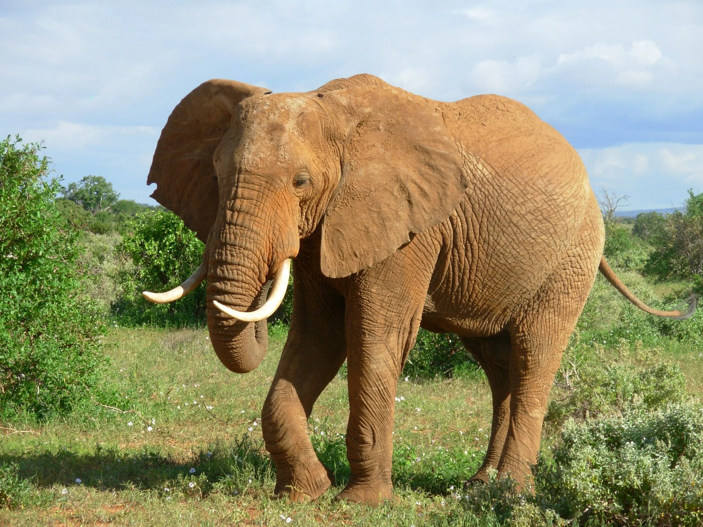 Huge elephant. Хоботные Африканский слон. Африканский кустарниковый слон. Н Л О. СЛОРН.