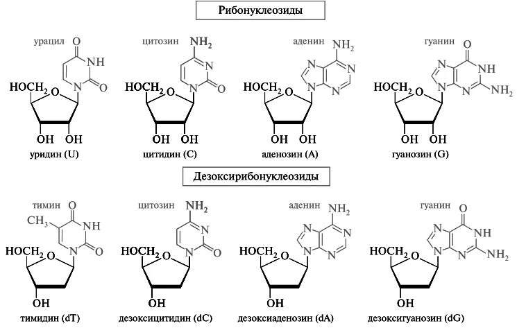 Строение нуклеозидов и нуклеозидов. Нуклеозиды формулы. Нуклеозиды ДНК строение номенклатура. Строение нуклеозида уридина.