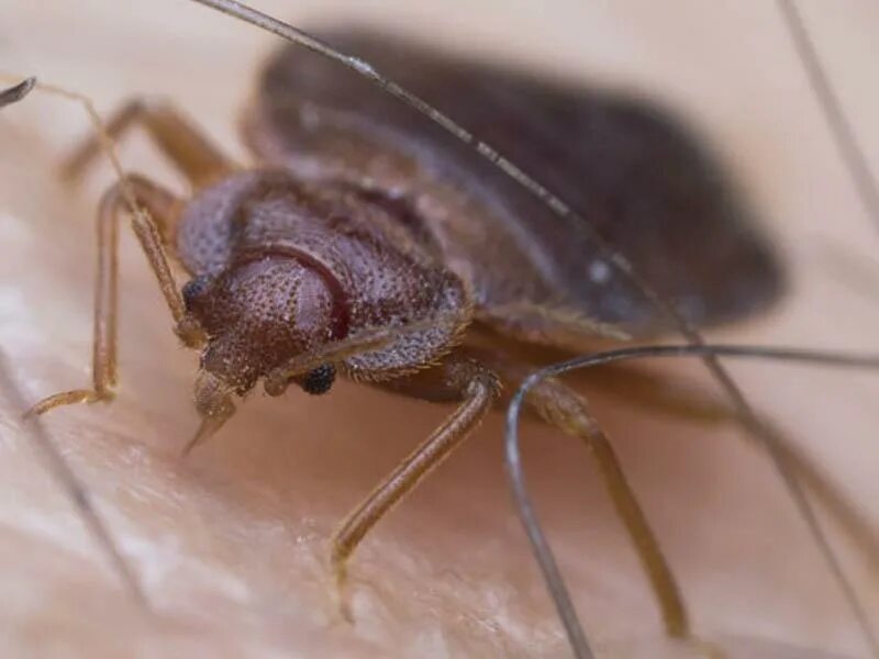 Bed Bugs - Cooperative Extension: Insect Pests, Ticks and Plant Diseases - Unive