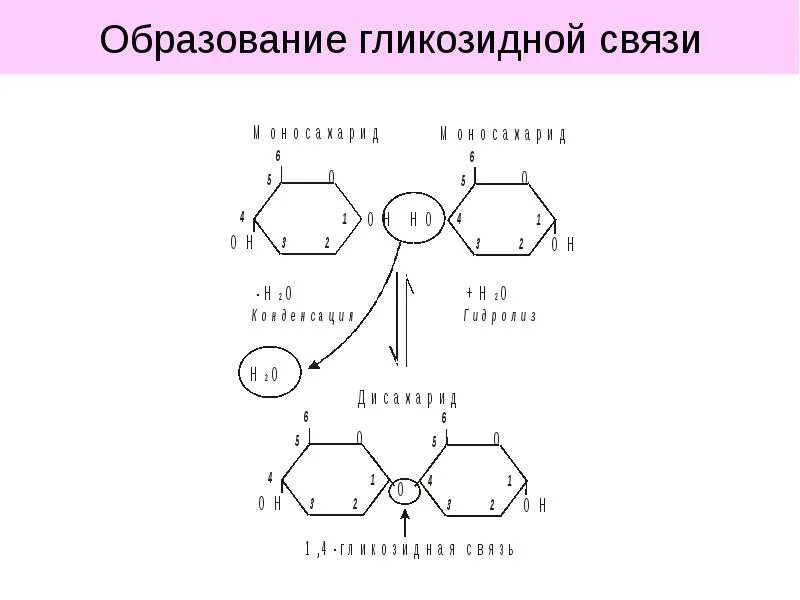 Связь 4 гликозидная. Бета 1 3 гликозидная связь. Углевод 1 4 гликозидные связи. Α-1,4-гликозидные связи. Бета 1 4 гликозидная связь.