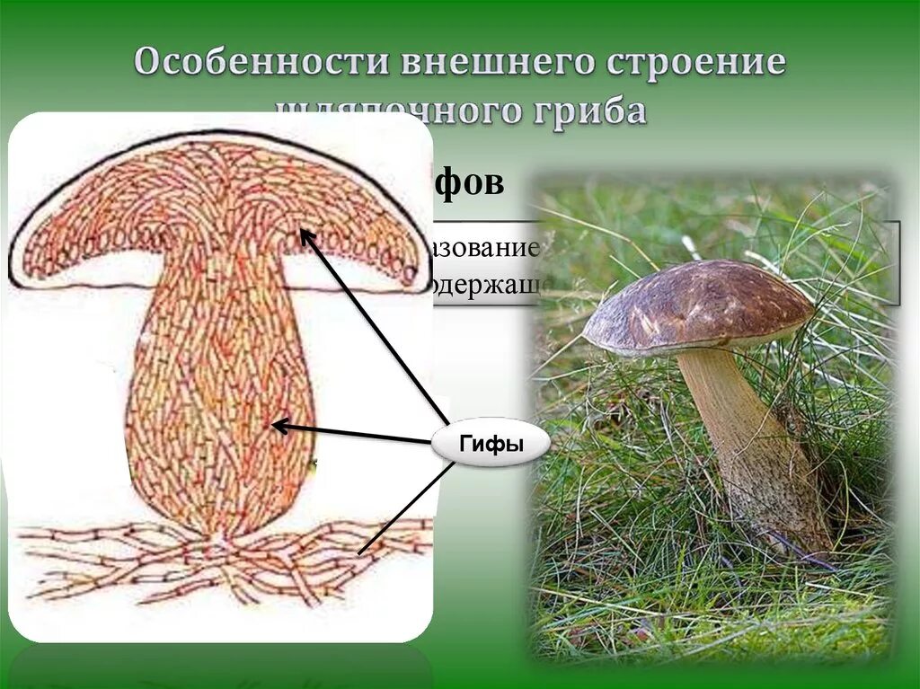 Строение шляпочного гриба. Строение шляпочных грибов. Внешнее и внутреннее строение гриба. Строение шляпочного гриба гифы. Мицелий шляпочных грибов