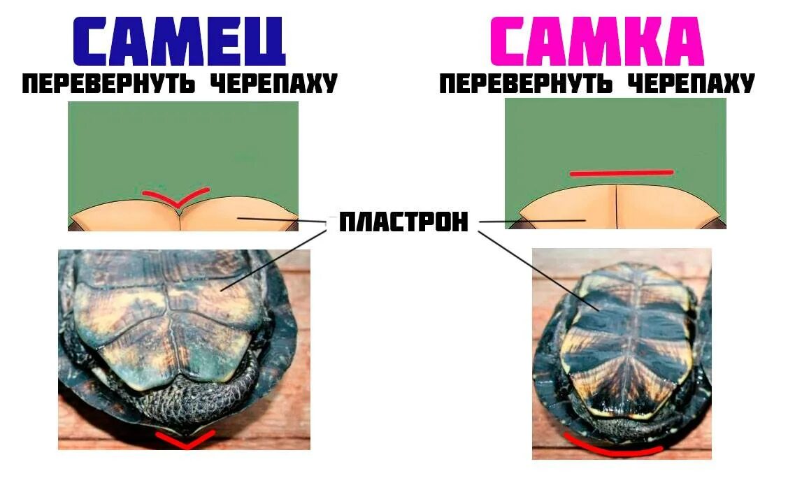 Как отличить черепаху мальчика от черепахи девочки. Пол красноухой черепахи. Различить пол красноухой черепахи. Красноухая черепаха определить пол. Красноухая черепаха мальчик или девочка.