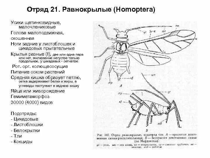 Пары крыльев у насекомых. Равнокрылые тип конечностей. отряд равнокрылые строение крыльев. равнокрылые насекомые характеристика крыльев. строение равнокрылых насекомых.