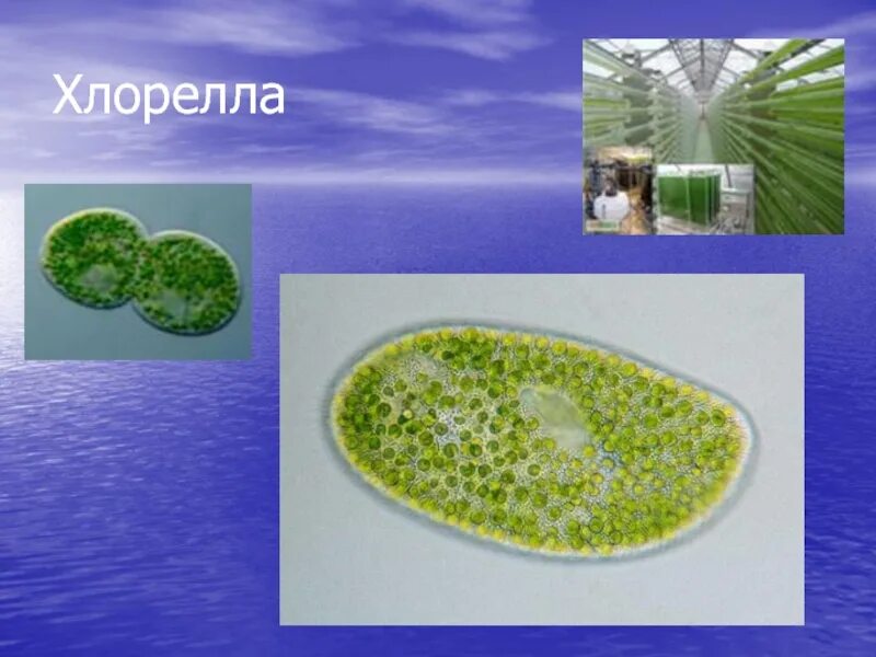 Среда обитания хлореллы. Хлорелла водоросль. Водоросли хлорелла под микроскопом. Планктонная хлорелла это. Планктон хлорелла.